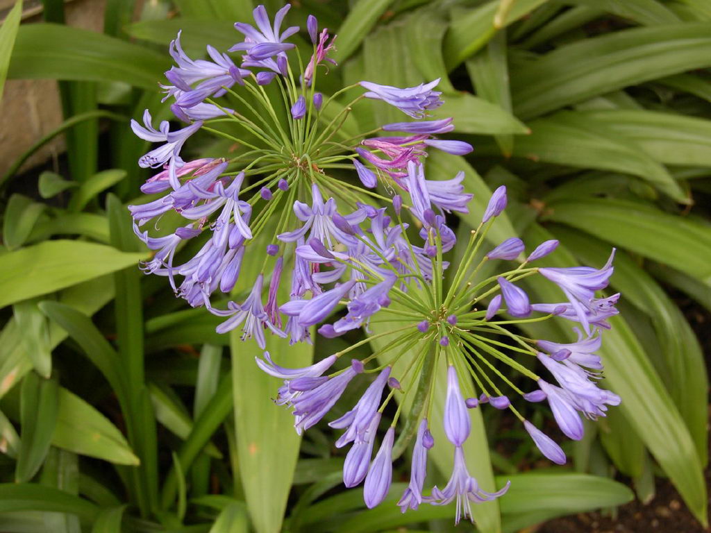 African Lily